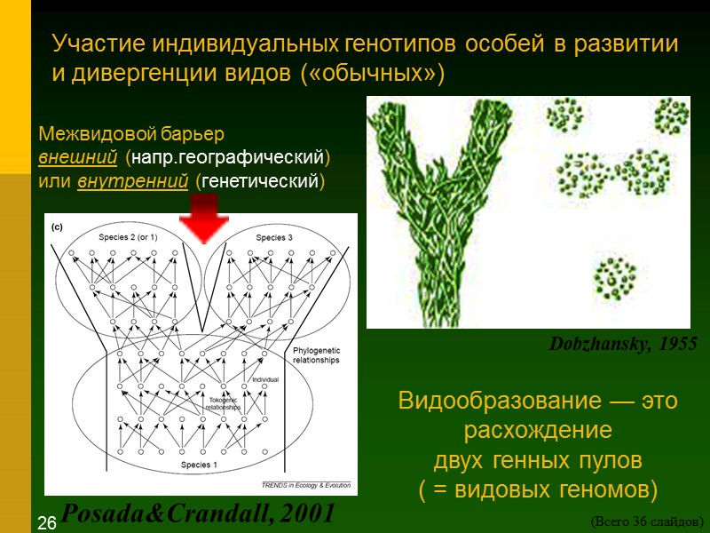 Участие индивидуальных генотипов особей в развитии  и дивергенции видов («обычных») Dobzhansky, 1955 Posada&Crandall,